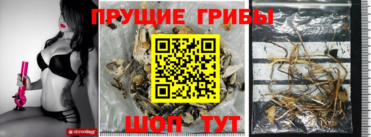 Краснознаменск  Псилоцибиновые грибы Cubensis  Псилоцибиновые грибы Cubensis  Вход с VPN 